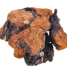 Chaga mushroom Chaga mushroom